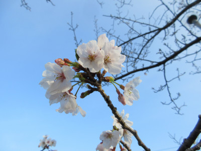 🌸