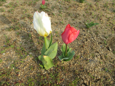 赤白IMG_2362