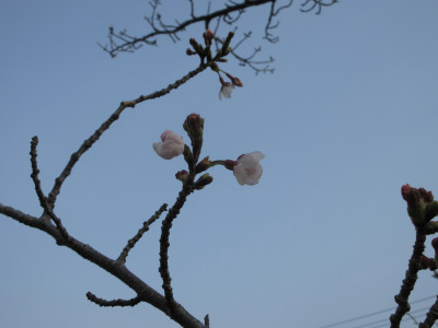 つぼみIMG_2367